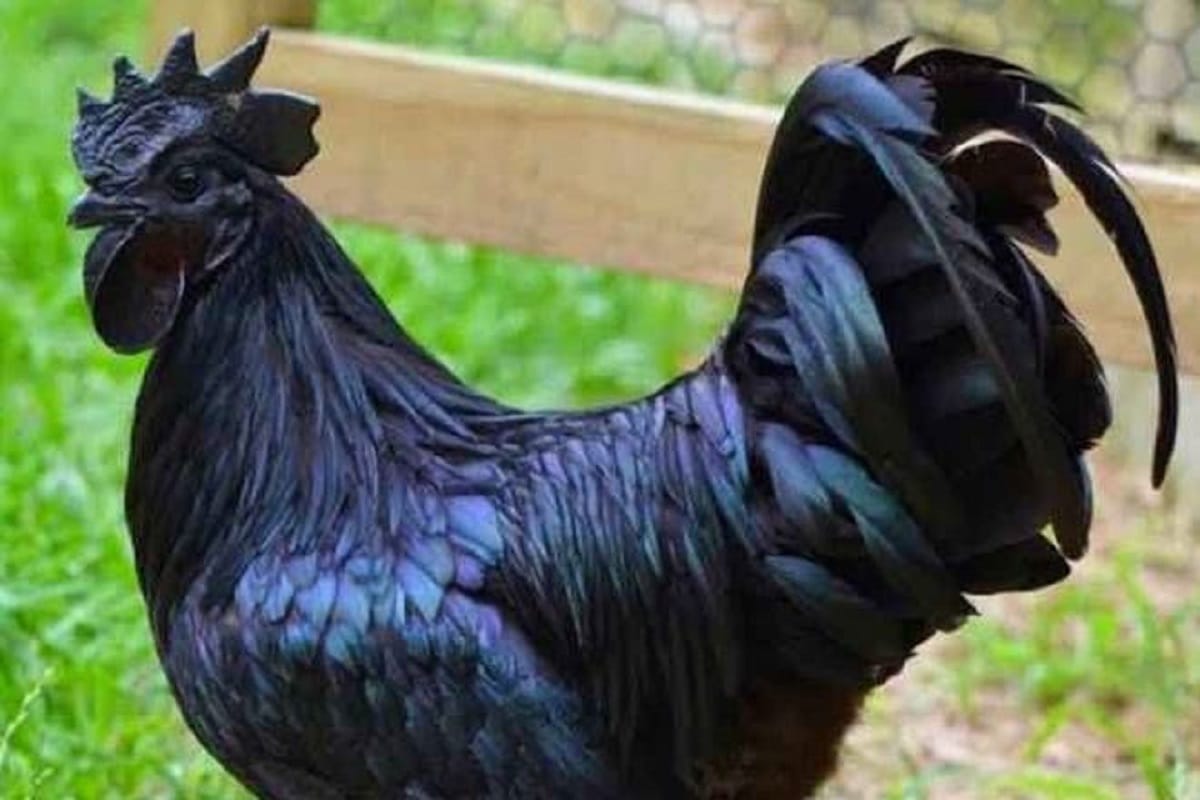 Madhya Pradesh: hen murder case in Morena police starting probes