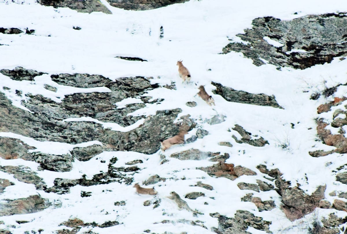 Snow leopard caught on camera for the first time during hunting ibacks