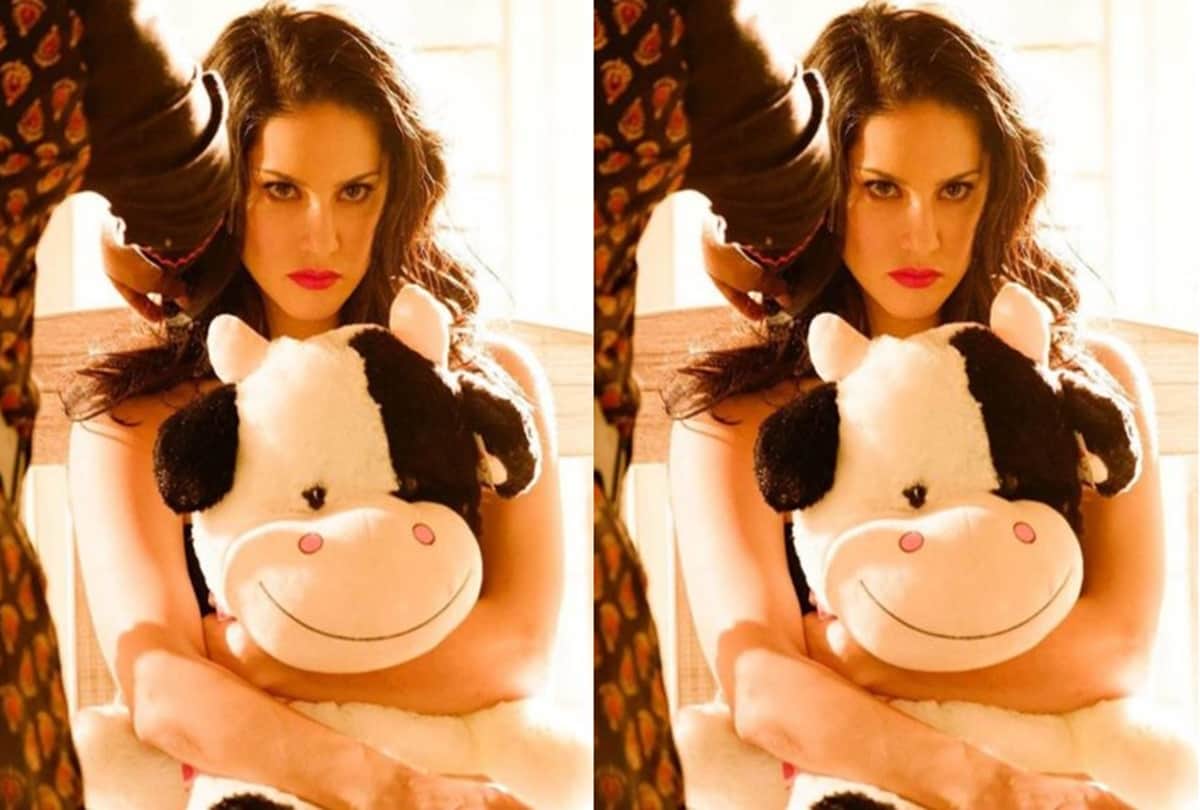 when someone tried to steal sunny leone favorite cow 
