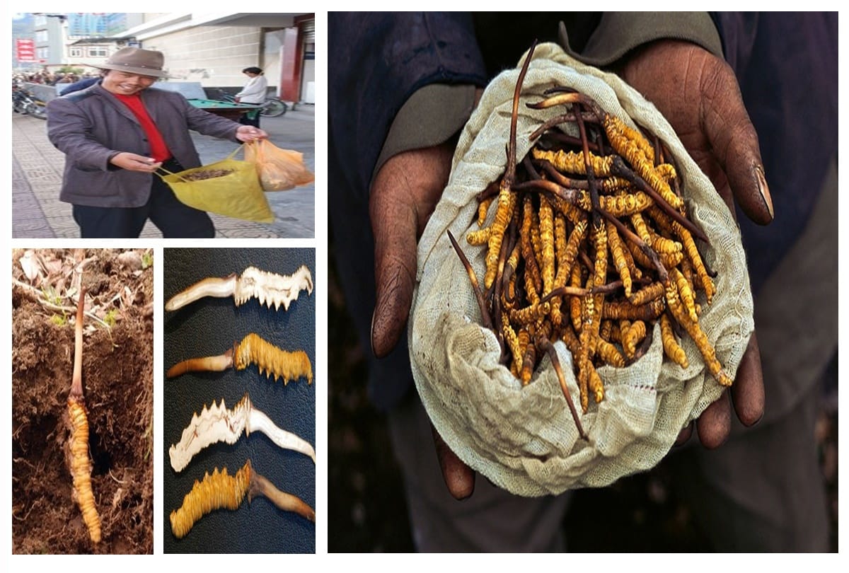 know about most expensive medical fungus Yarsagumba known as Viagra Of The Himalayas 