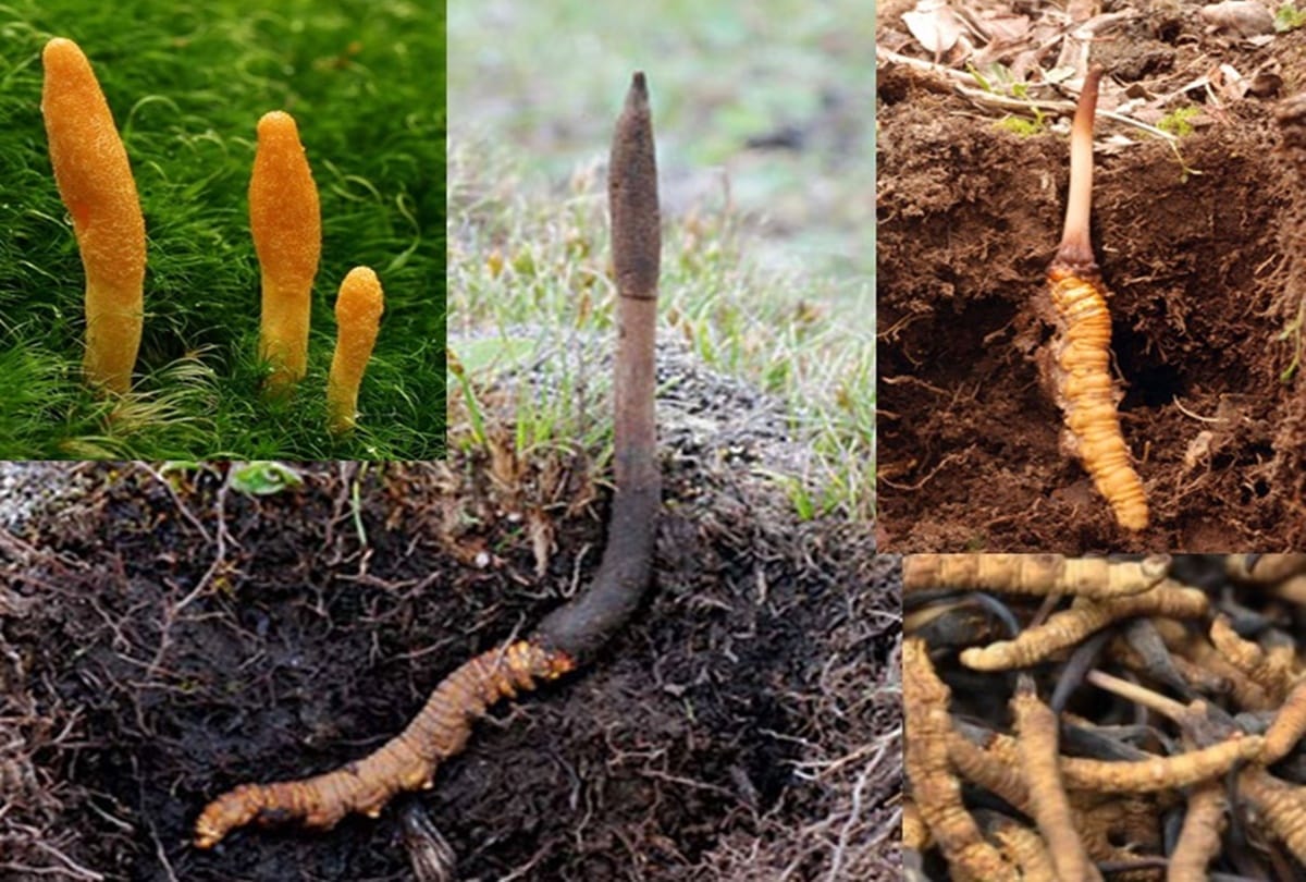 know about most expensive medical fungus Yarsagumba known as Viagra Of The Himalayas 