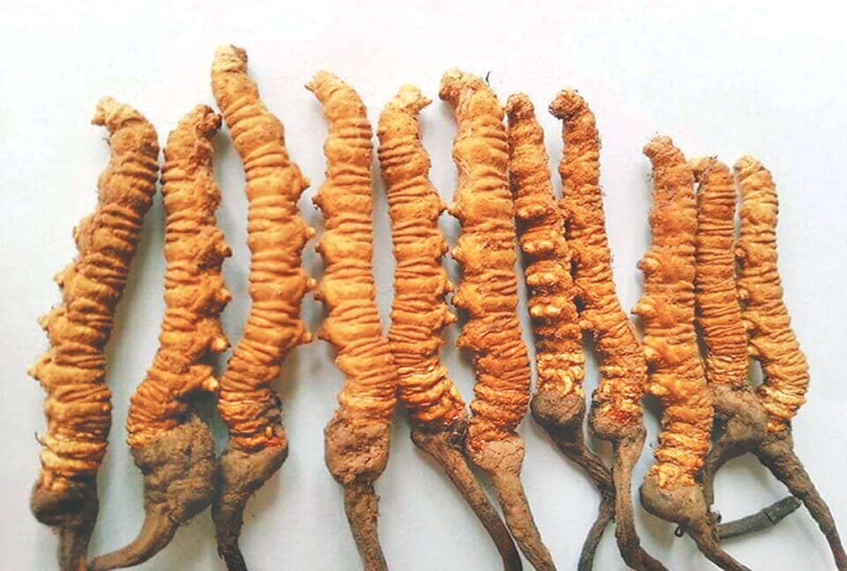 know about most expensive medical fungus Yarsagumba known as Viagra Of The Himalayas 