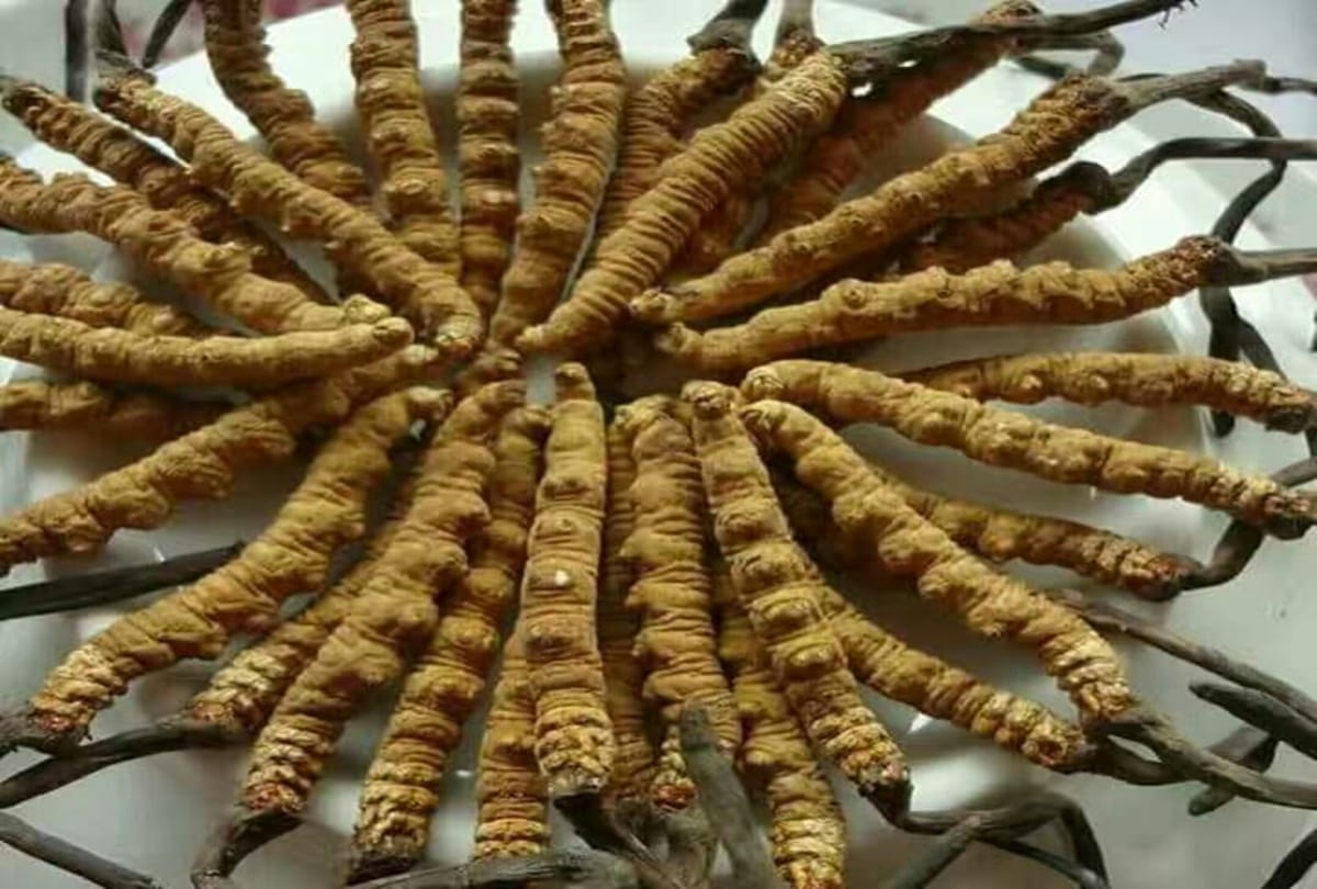know about most expensive medical fungus Yarsagumba known as Viagra Of The Himalayas 