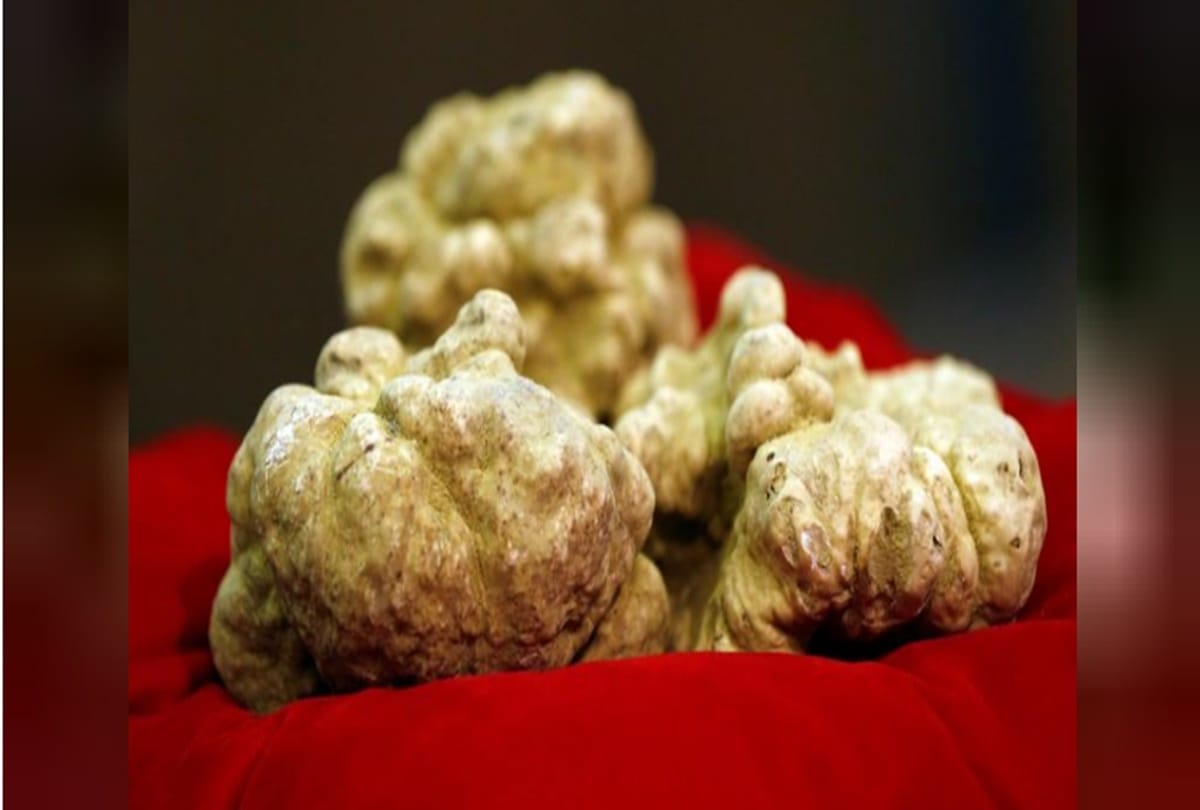 Know about five Worlds most expensive fruits