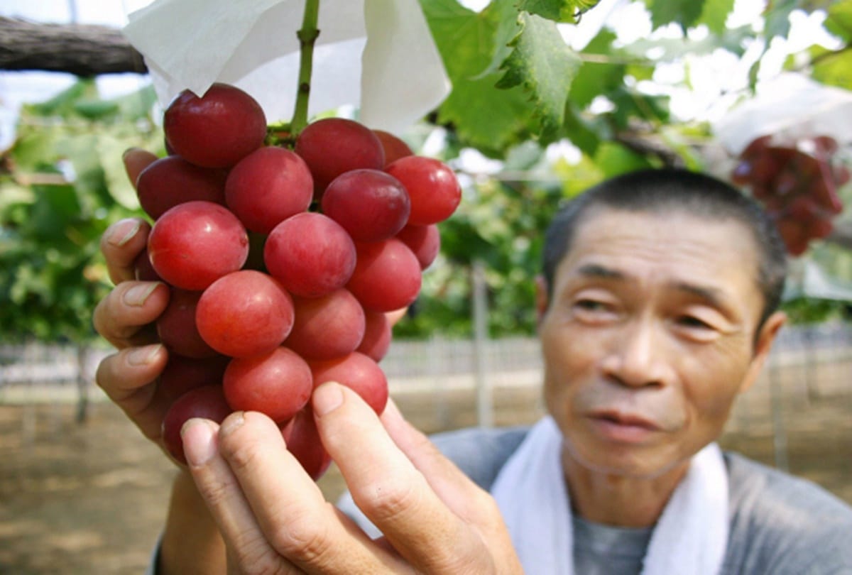 Know about five Worlds most expensive fruits