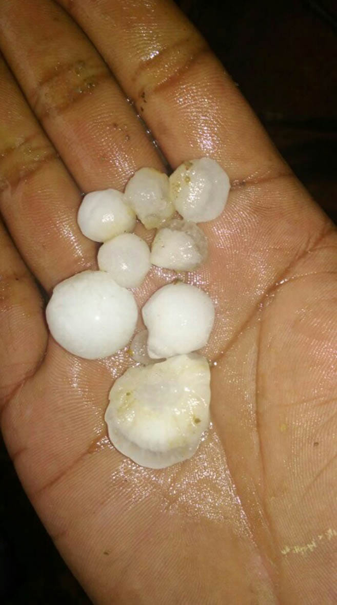 crop affected by rain hail