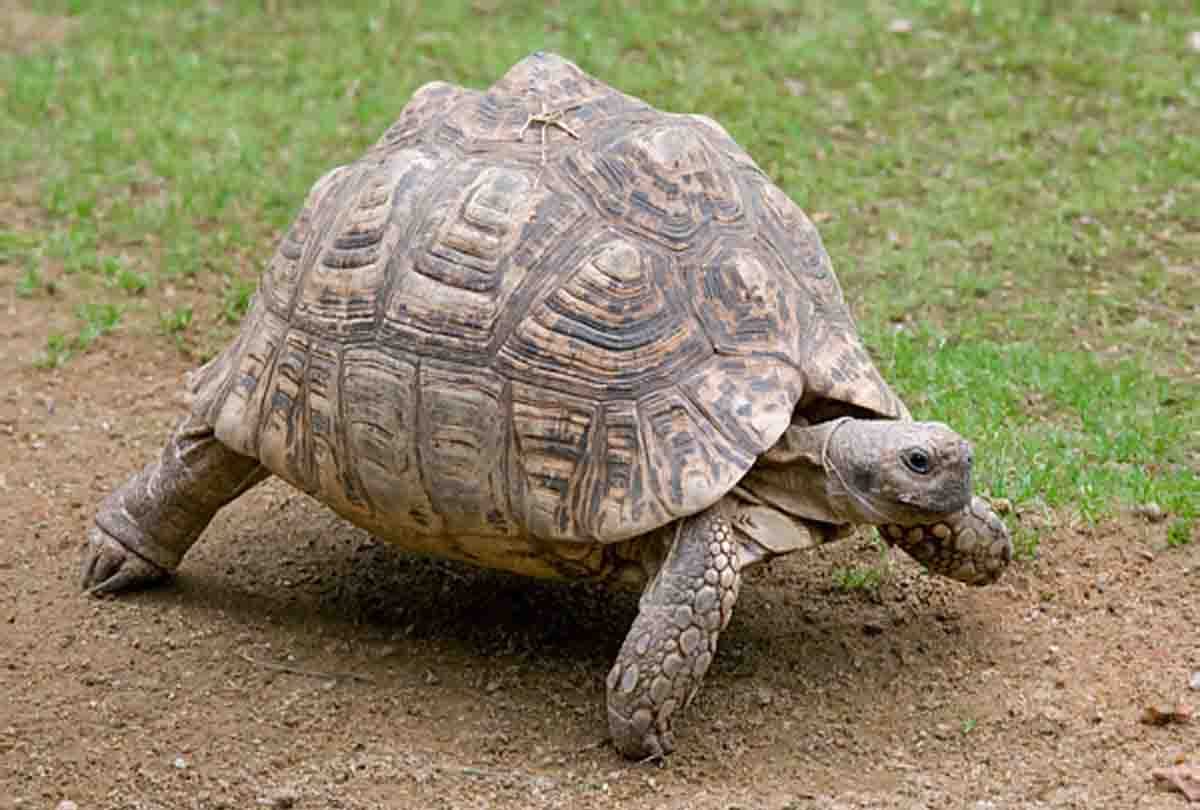international tortoise skin Smugglers Arrested in kanpur
