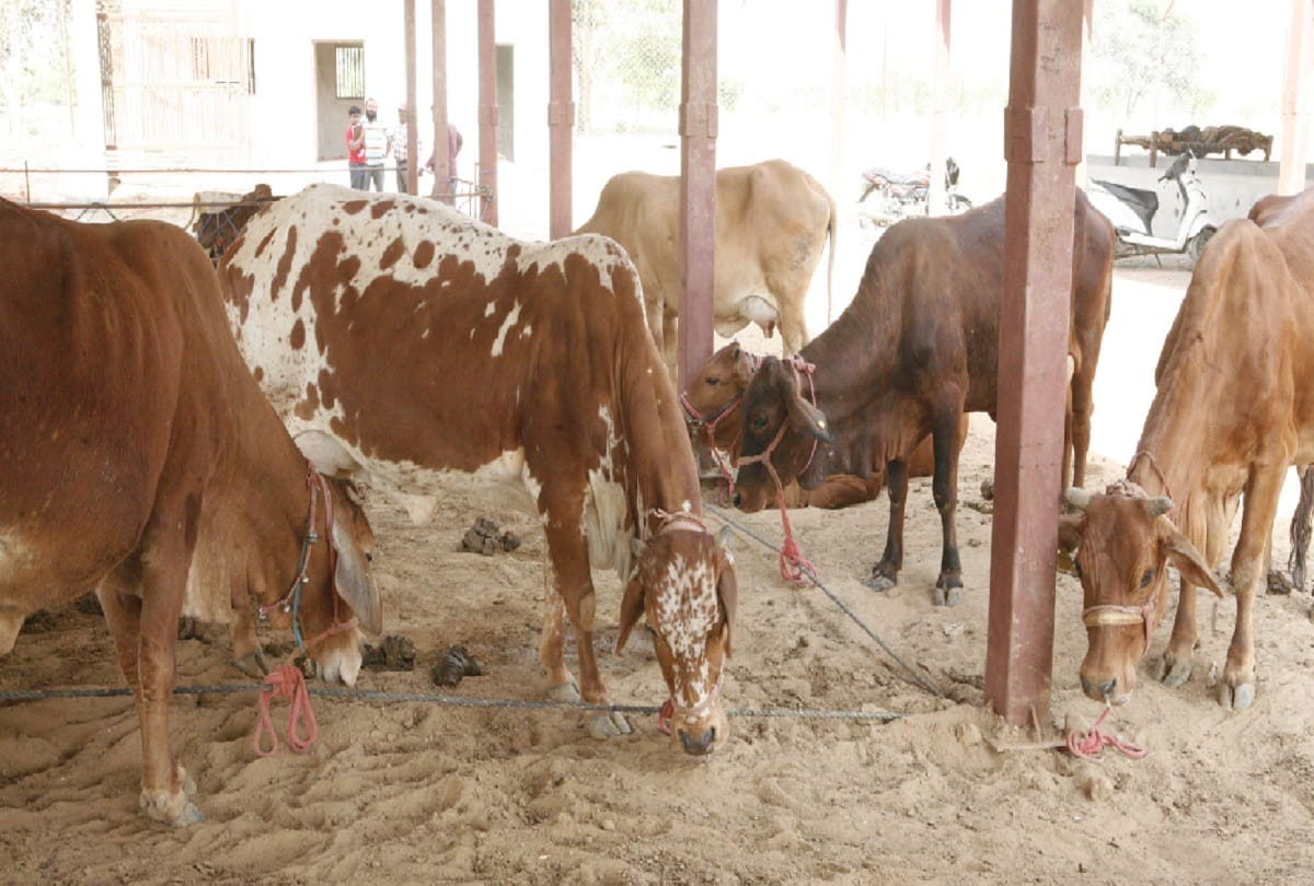 MP Minister said international firm want to invest and their target is to build 300 gaushalas