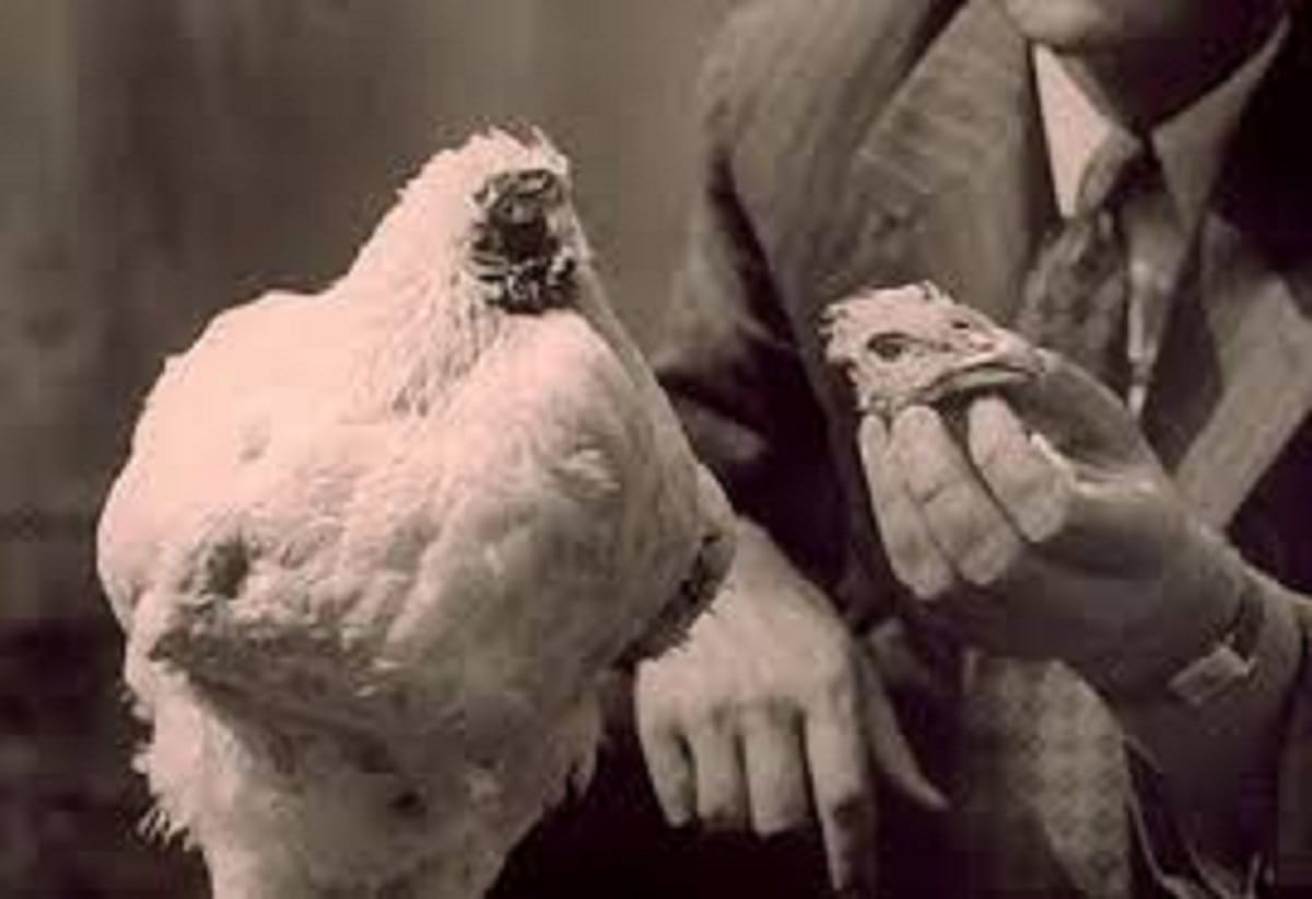 High Court says Rules to prevent cruelty on chickens in 6 weeks