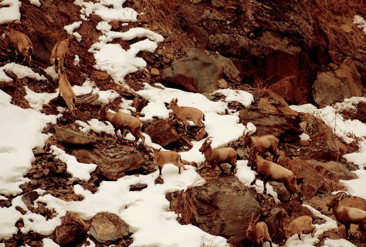 First ever pictures of Snow Leopard Hunting Ibex in Lahaul Spiti Himachal Pradesh