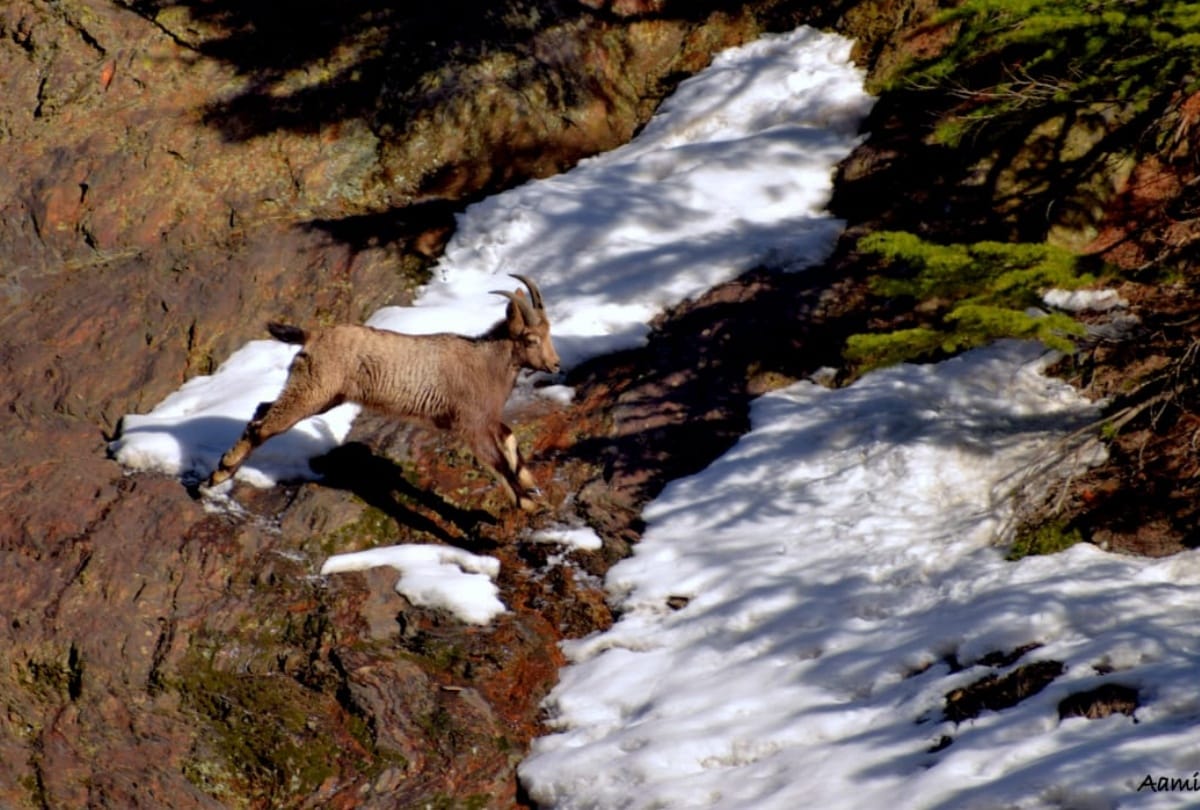 First ever pictures of Snow Leopard Hunting Ibex in Lahaul Spiti Himachal Pradesh