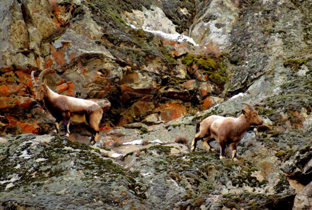 First ever pictures of Snow Leopard Hunting Ibex in Lahaul Spiti Himachal Pradesh