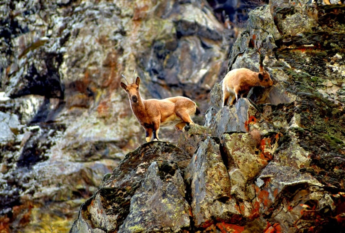 First ever pictures of Snow Leopard Hunting Ibex in Lahaul Spiti Himachal Pradesh