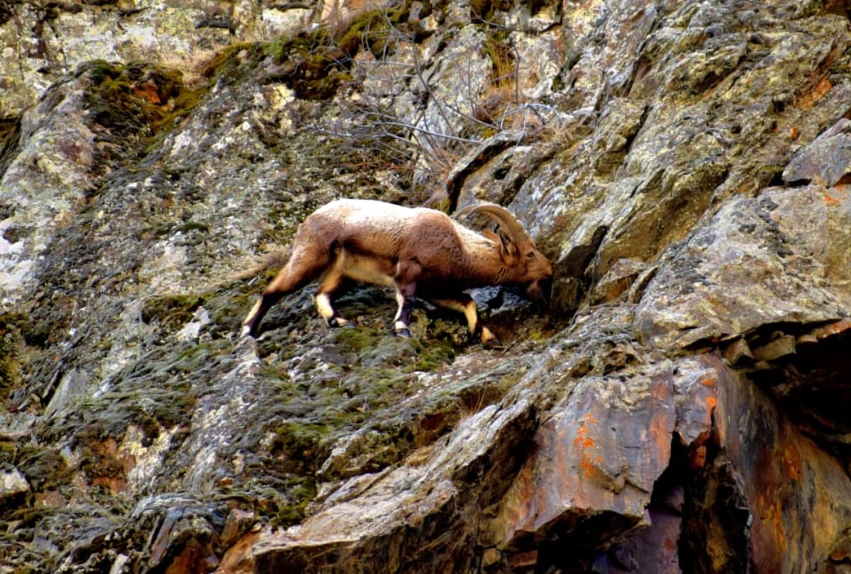 Himachal News: ibex in kibber wildlife sanctuary lahaul spiti himachal pradesh
