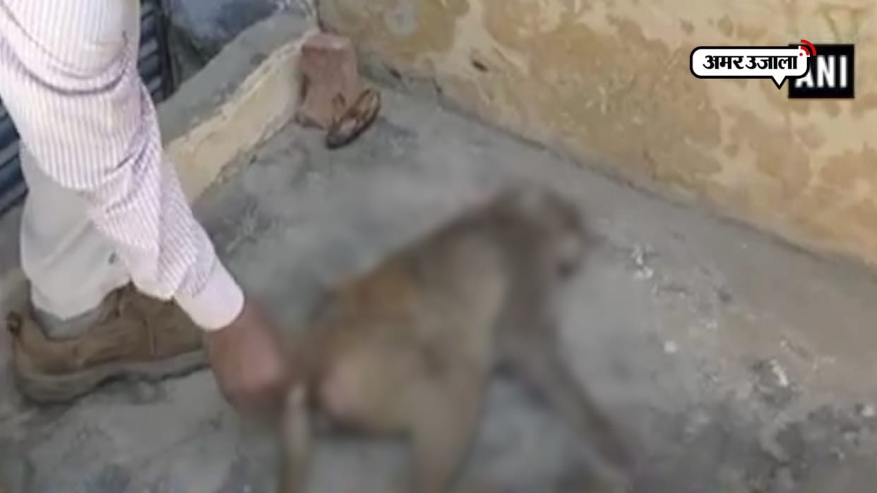 one more monkey died in amroha