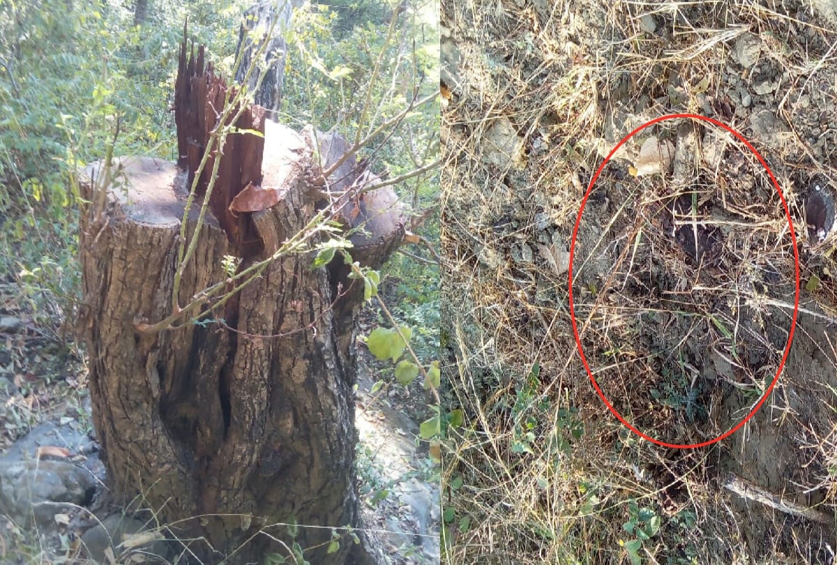 Vigilance Probe Illegal tree felling in bilaspur naina devi forest range