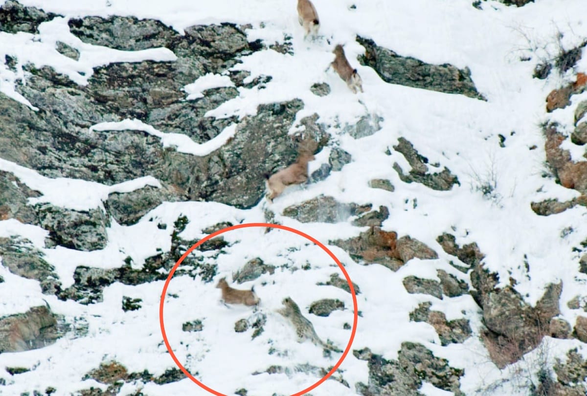 First ever pictures of Snow Leopard Hunting Ibex in Lahaul Spiti Himachal Pradesh