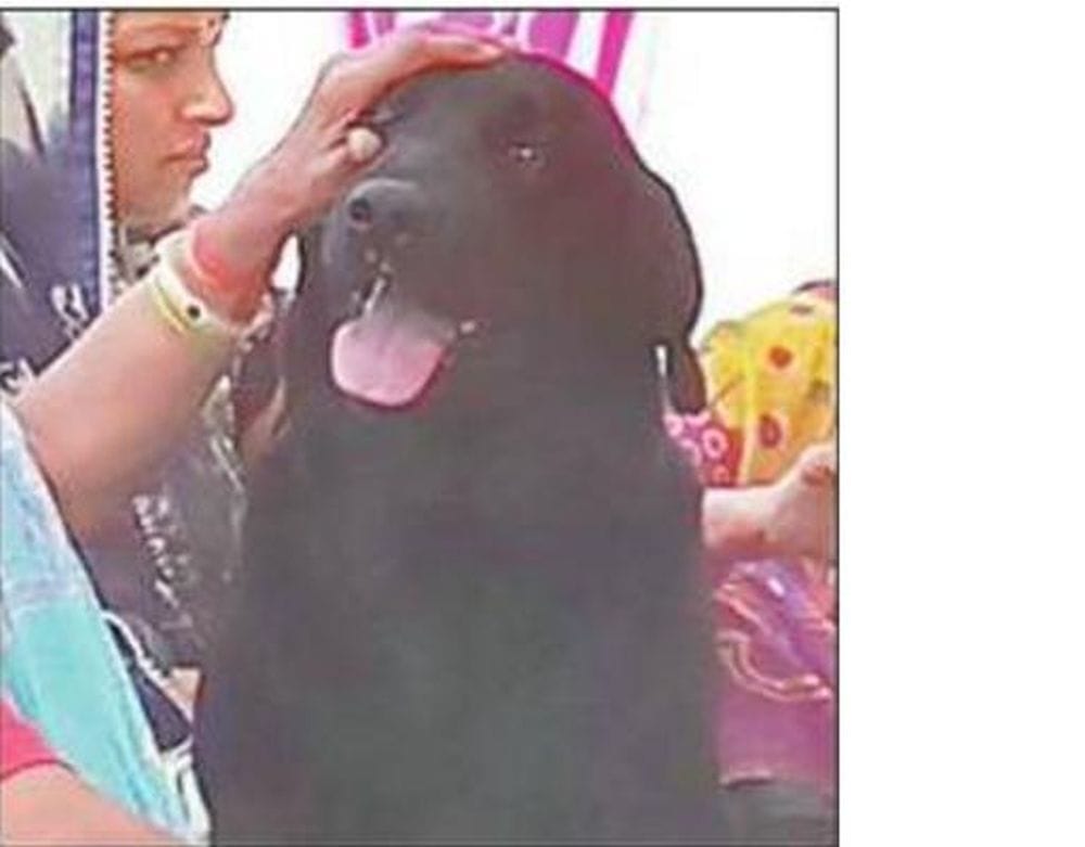 the dog was crying after the death of gaurav 
