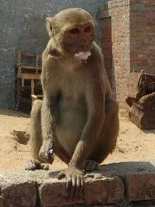 monkey is dieing due to giving poision