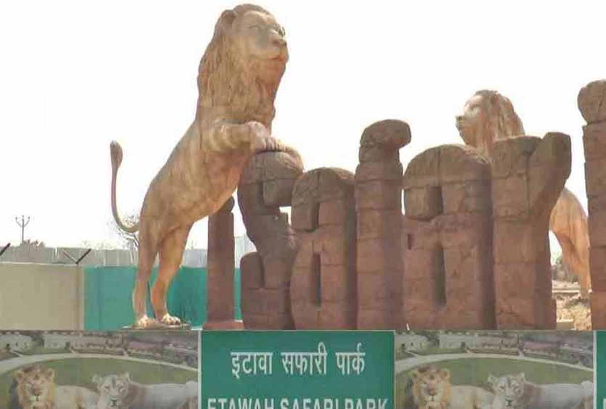 Lion Safari to be inaugurated in July