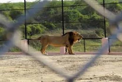 Lion Safari to be inaugurated in July