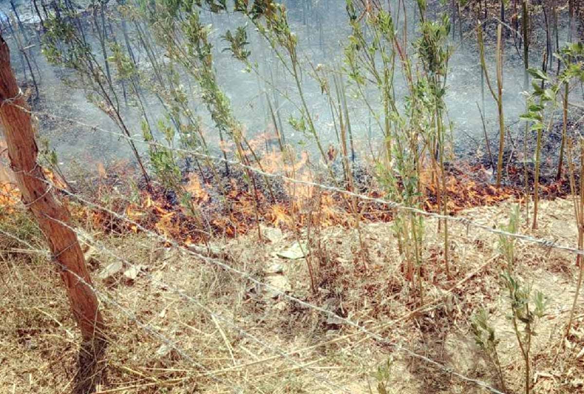 Fierce fire in chitrakoot forest