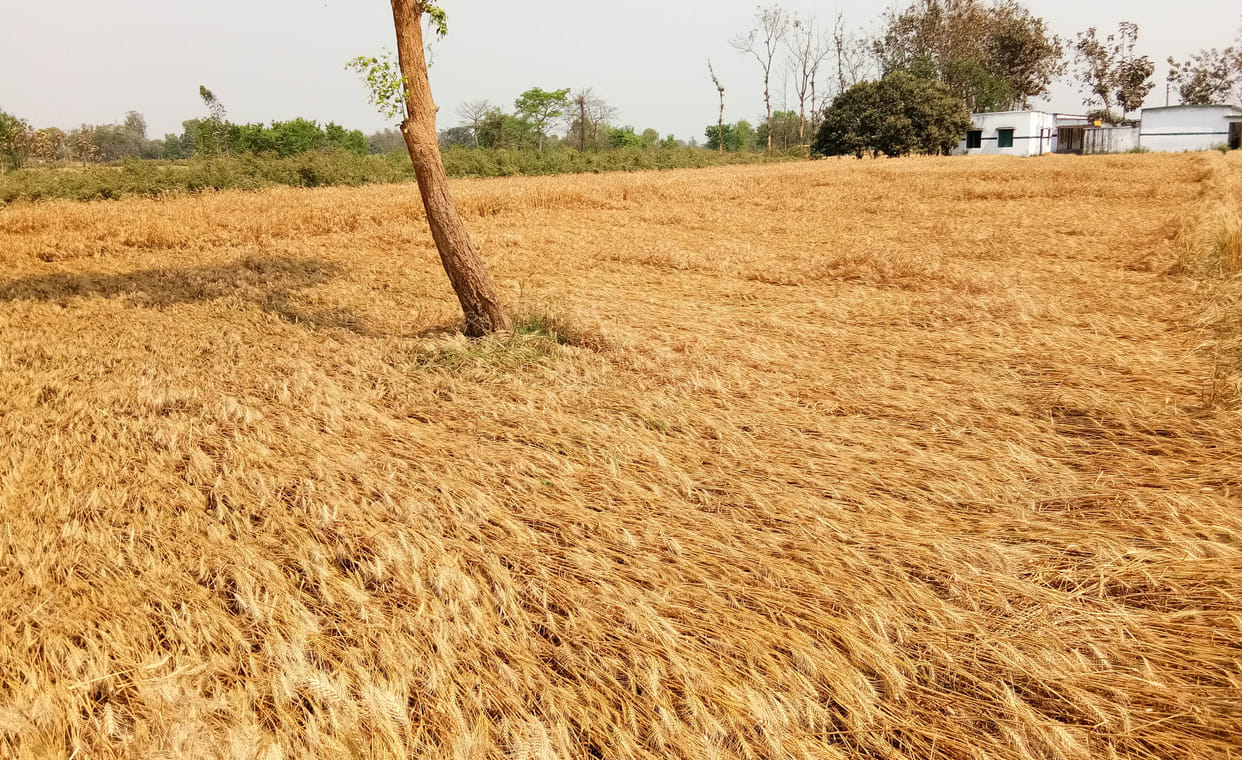 Wheat crop wasted, impact on mango