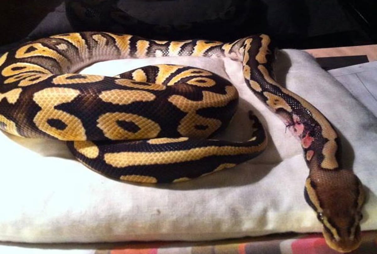 woman wears stockings looking like snake husband understood two snakes and beats her