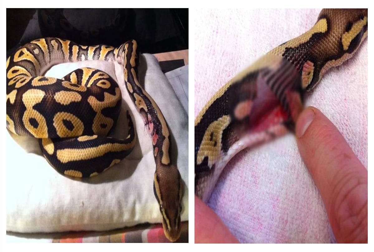 The human being saved the snake life after operation in raipur