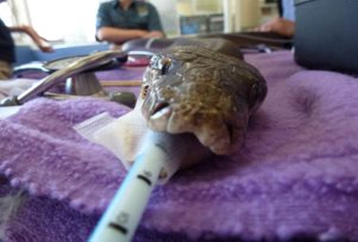 Snake head bites man who decapitated it 