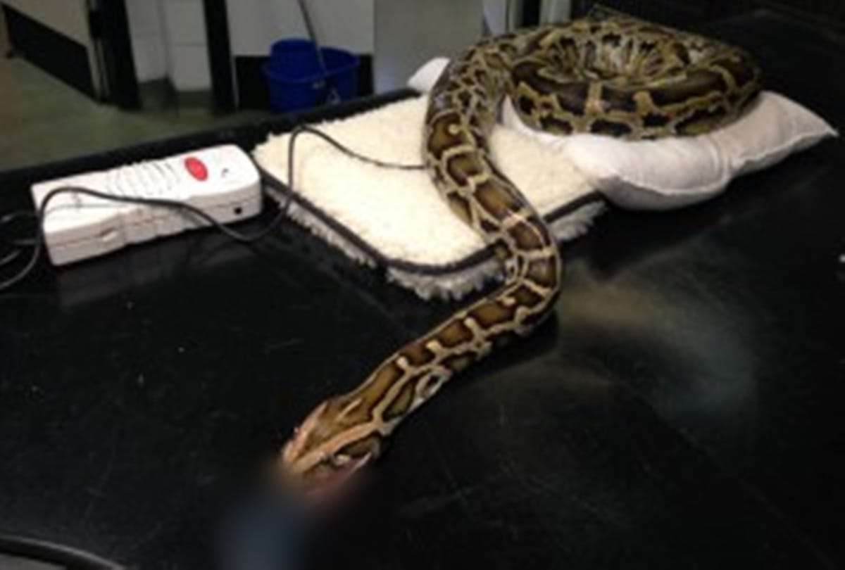 The human being saved the snake life after operation in raipur