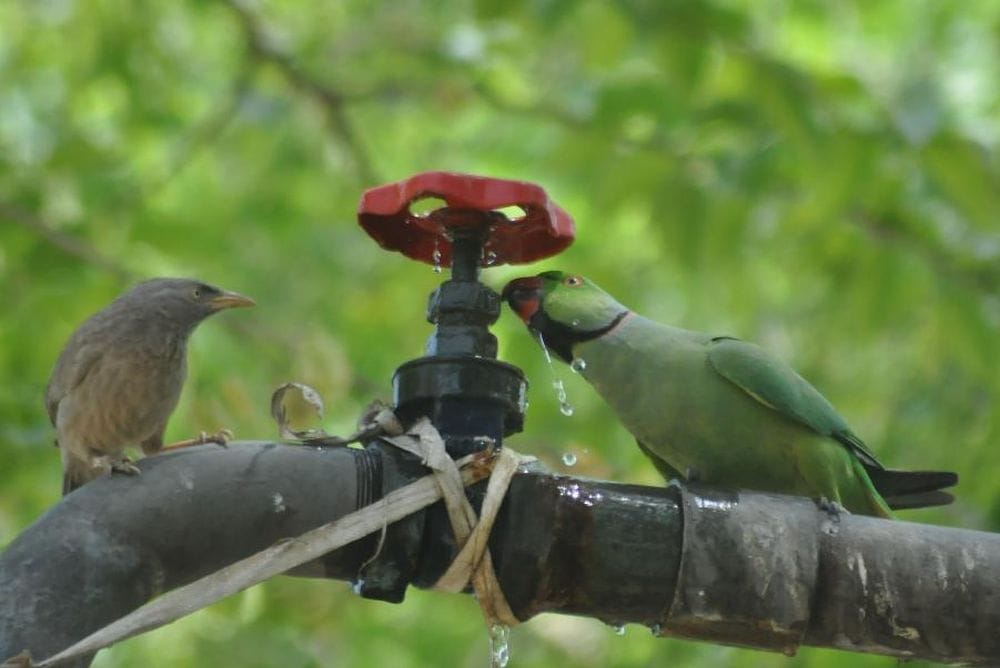 water is being wasted in agra 