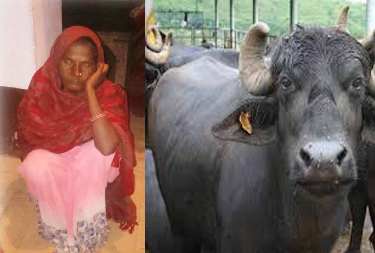 woman caught thieving buffalo