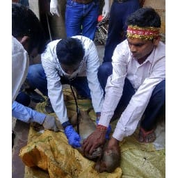 five monkeys died in amroha