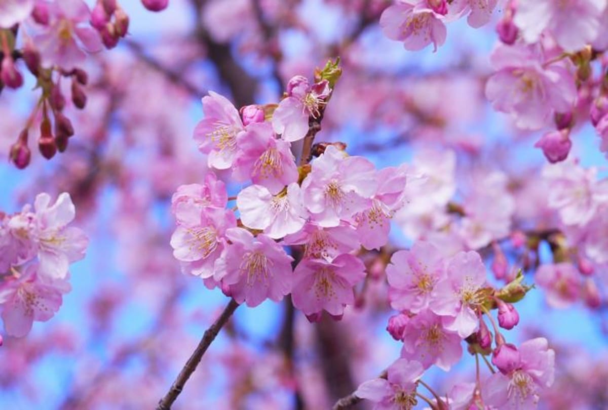 monthly rashifal april horoscope 2018