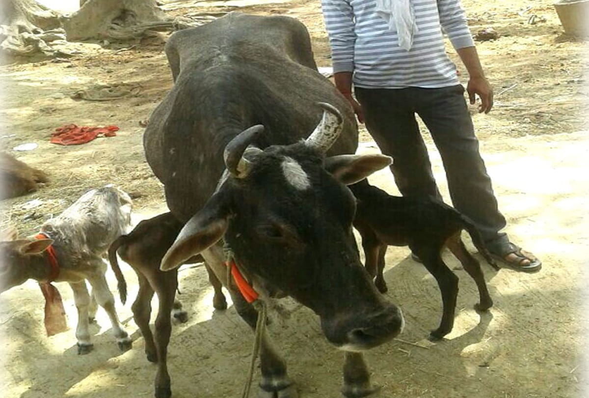 Cow gave birth to three calves
