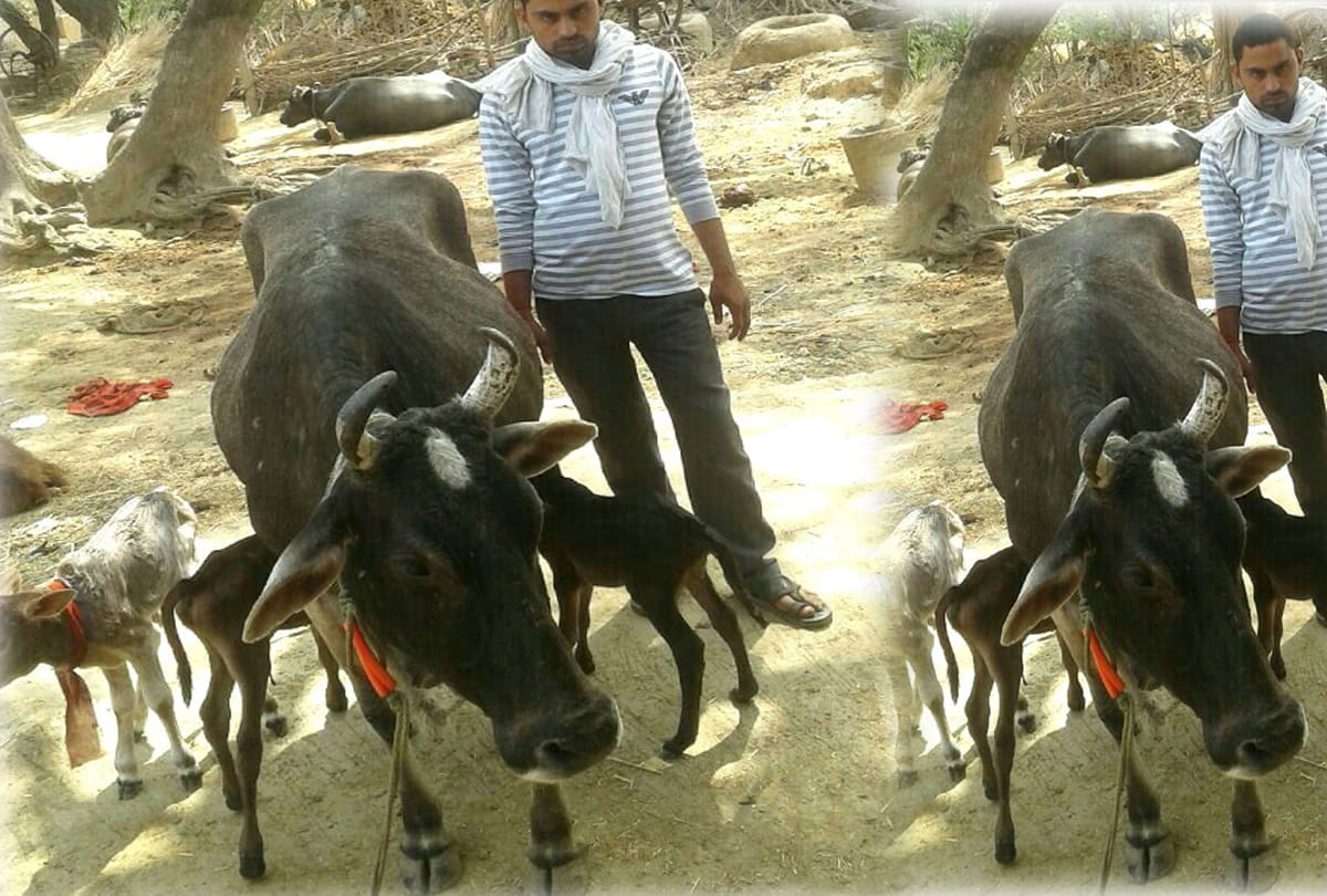 Cow gave birth to three calves