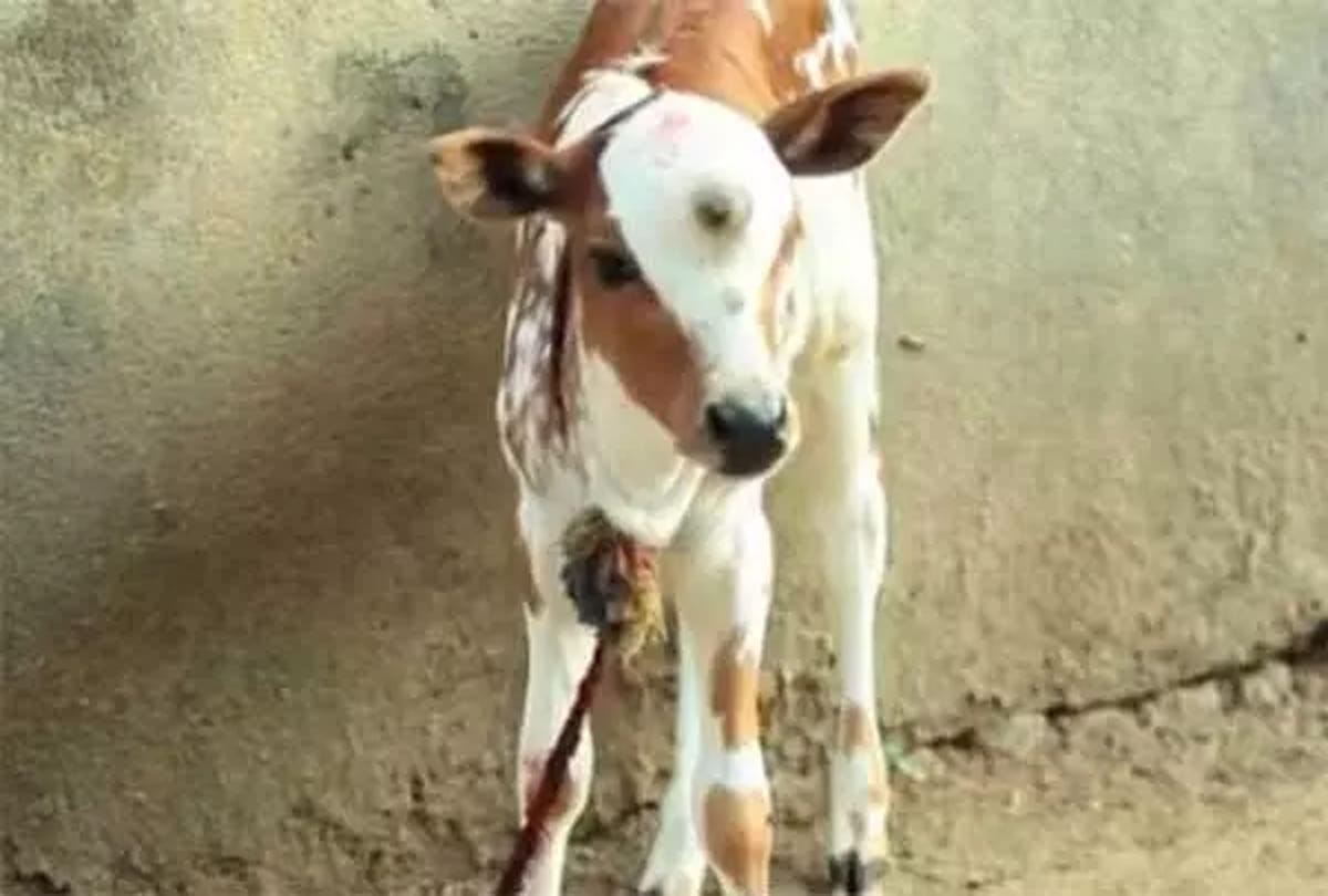 Cow gave birth to three calves