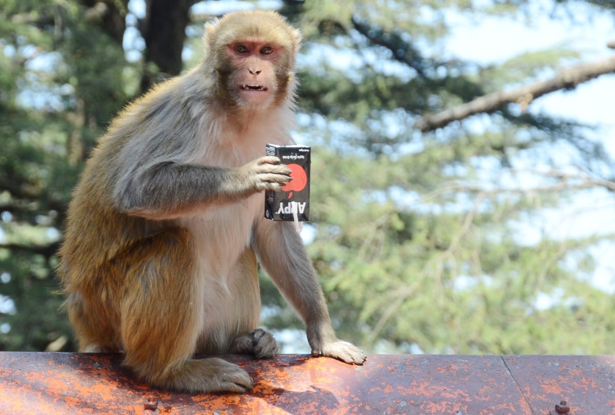 menace of monkeys in udhampur jammu-kashmir can become big issue for municipal elections