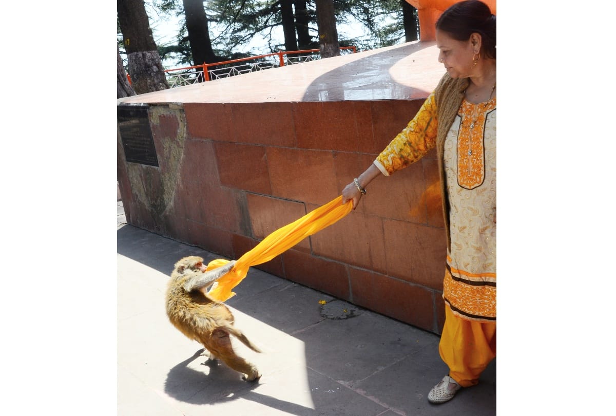 monkeys population is increasing in shimla despite Sterilization