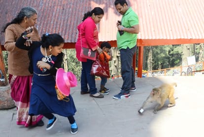 three states teams will catch monkeys in shimla