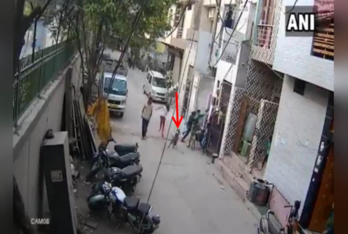 three people in delhi uttam nagar injured by diog bite, one boy suffered more