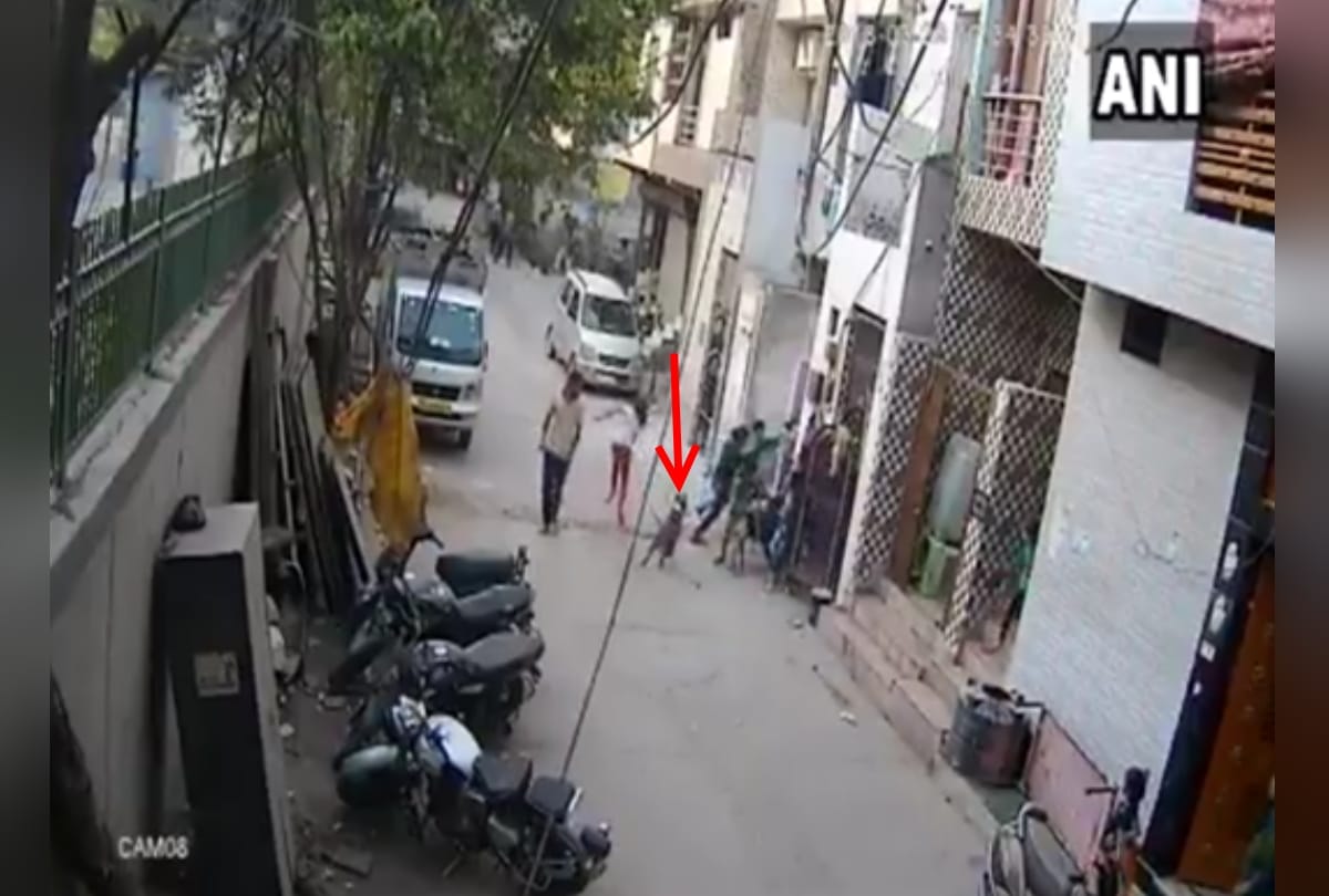 three people in delhi uttam nagar injured by diog bite, one boy suffered more
