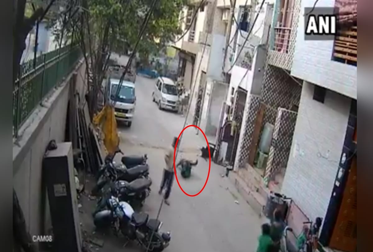 three people in delhi uttam nagar injured by diog bite, one boy suffered more
