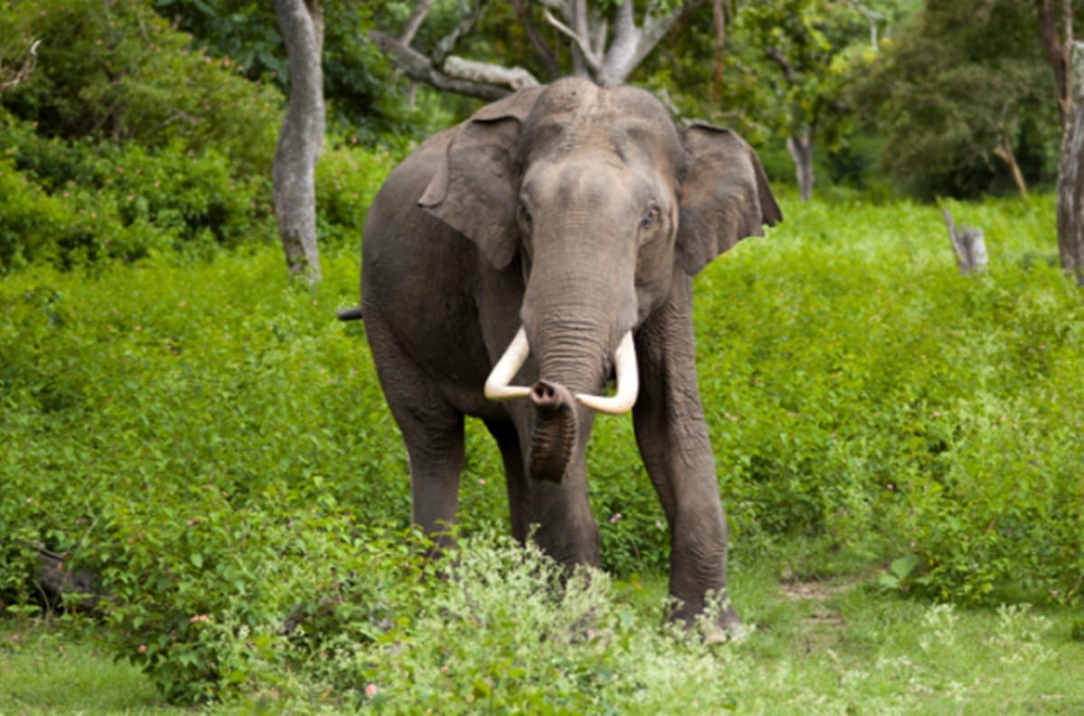 Jharkhand started a three minute bulletin to stop conflict between human and elephant