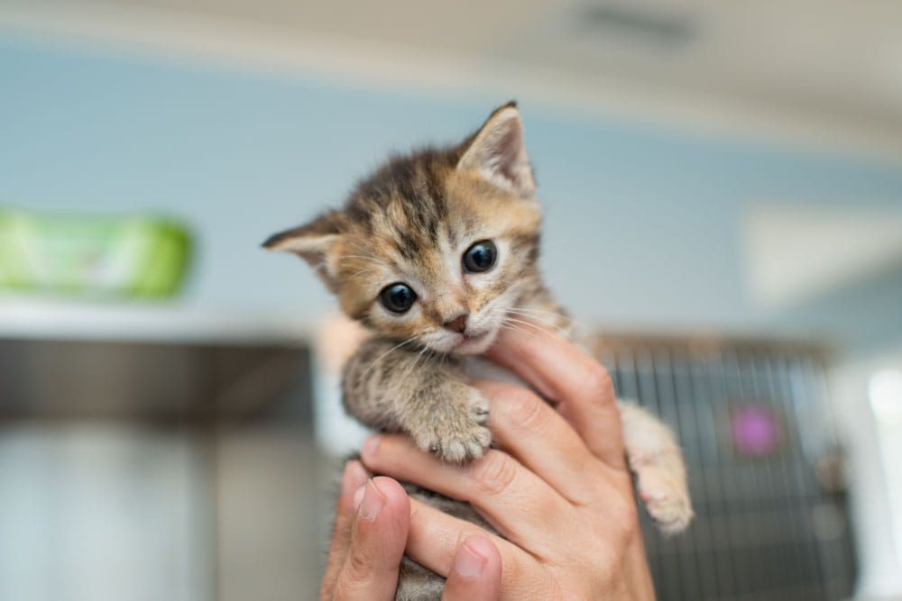 desealed a sealed shop to rescue a kitten at delhi