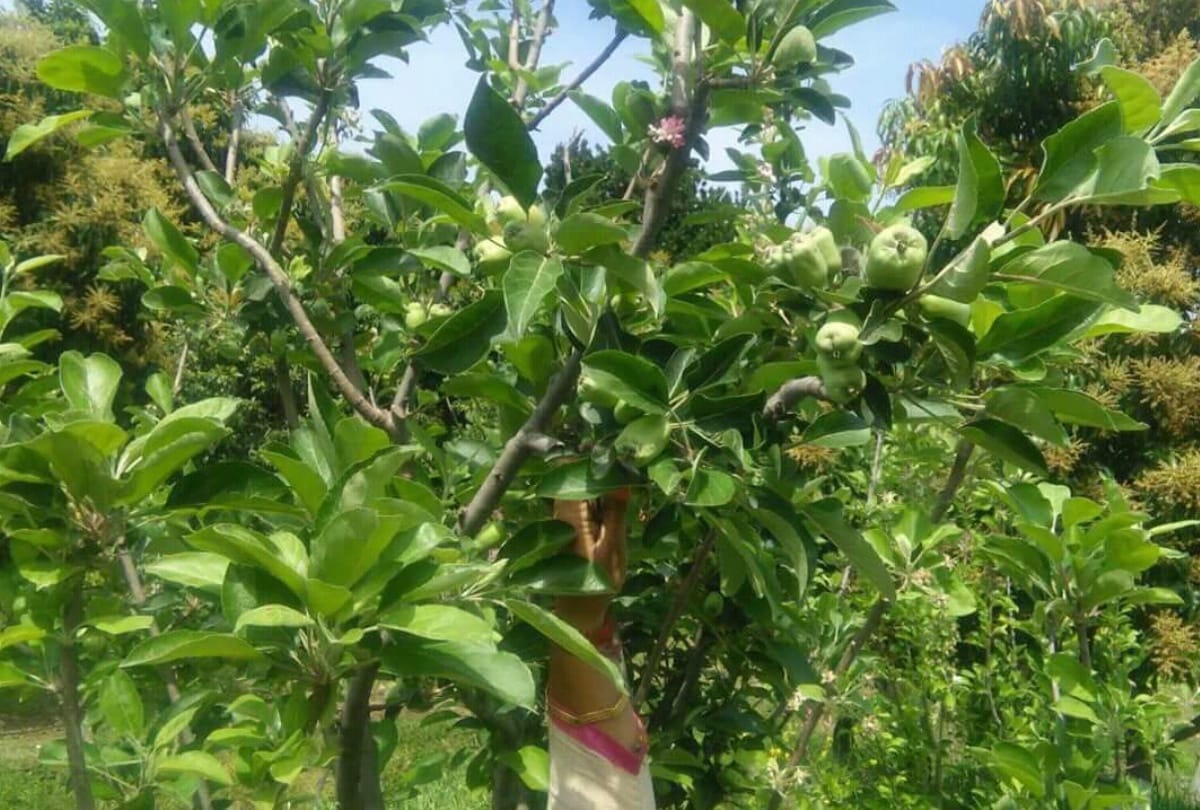 Retired principal growing apples in warm climates Una Himachal Pradesh