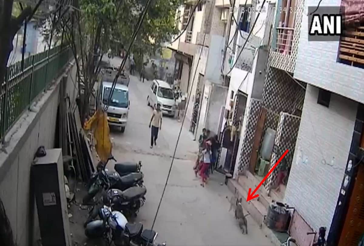 three people in delhi uttam nagar injured by diog bite, one boy suffered more