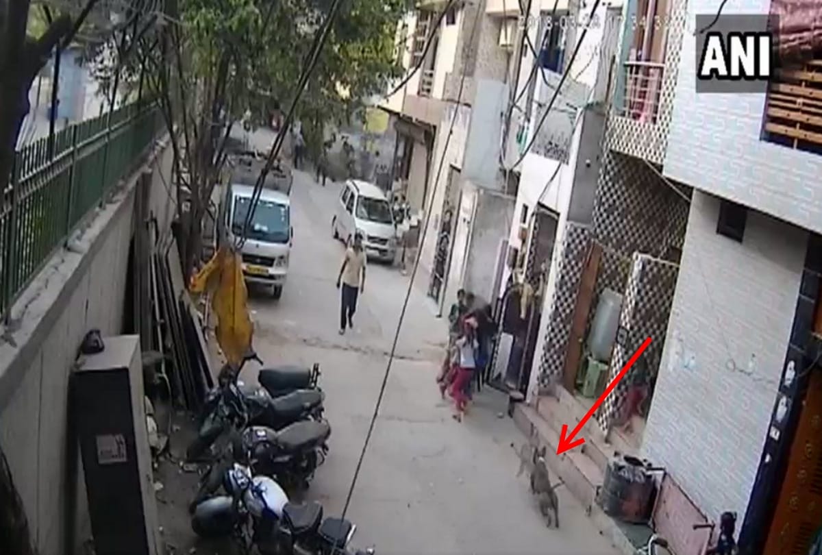 three people in delhi uttam nagar injured by diog bite, one boy suffered more