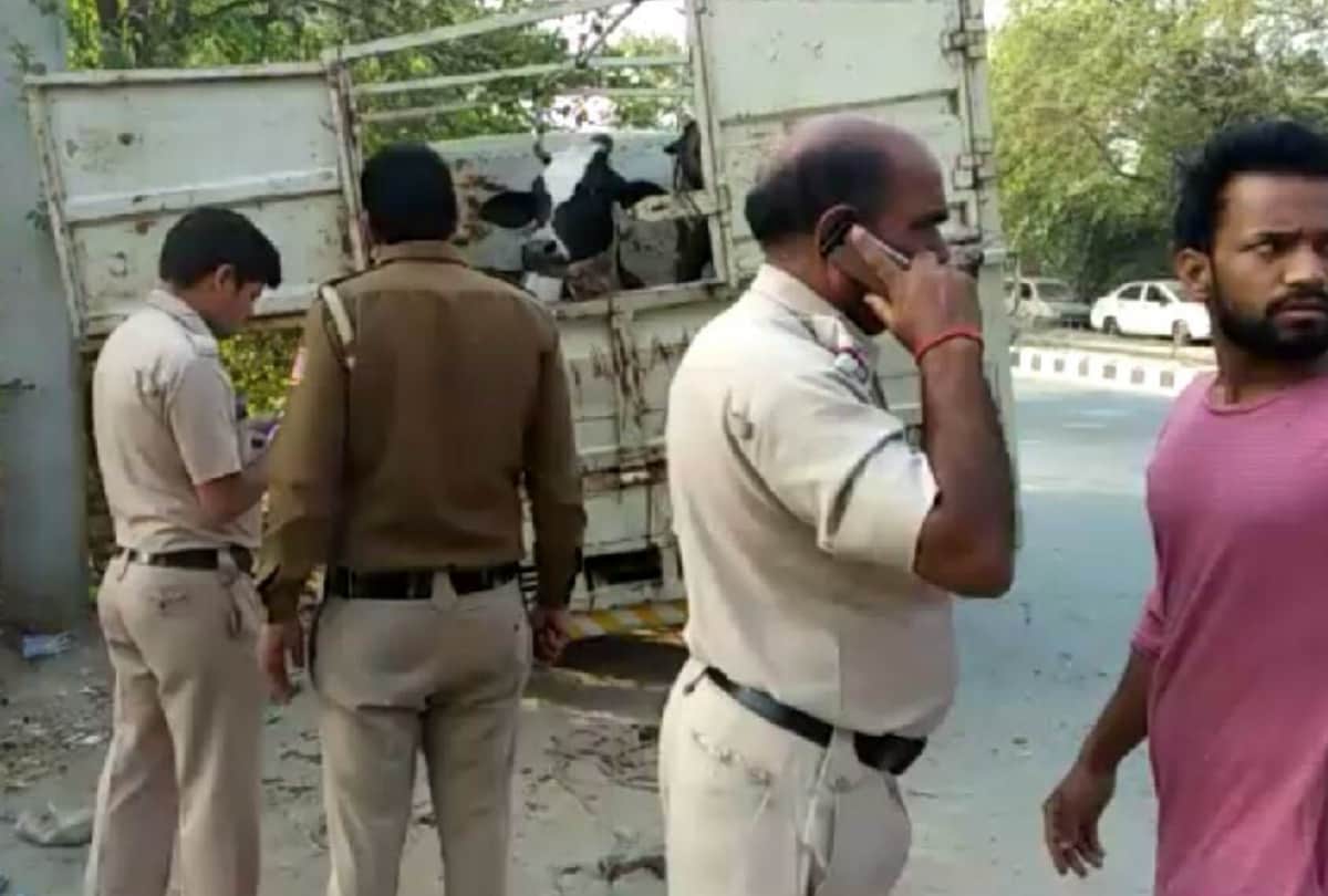 delhii police followed cattles smugglers for 10 km after 20 round firing arrested them with cattle
